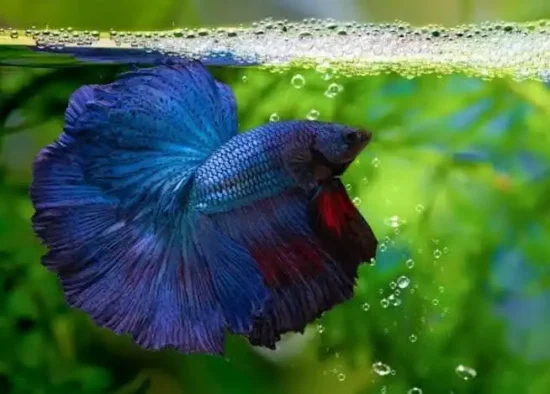 blue betta covering bubble nest