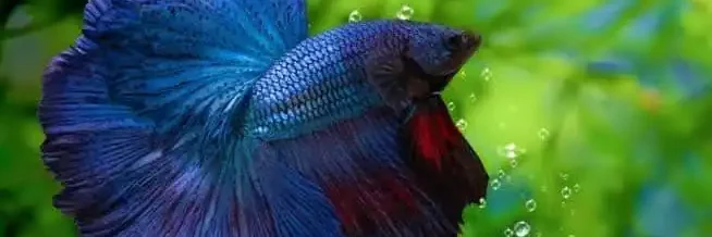 blue betta covering bubble nest