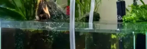 siphoning old water during water changes