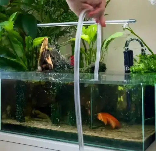 siphoning old water during water changes