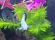 betta floating on Indian almond leaves