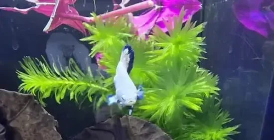betta floating on Indian almond leaves