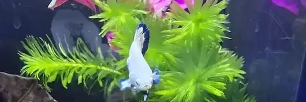 betta floating on Indian almond leaves