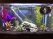 betta tank with clean tap water
