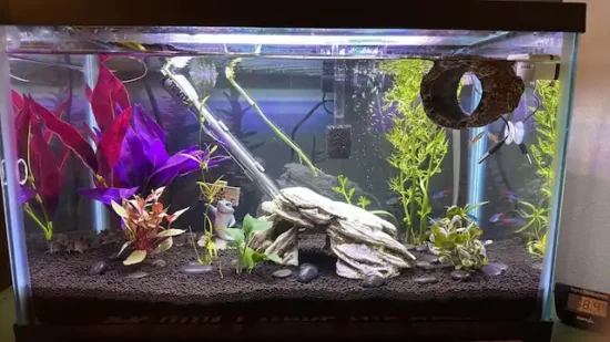 betta tank with clean tap water