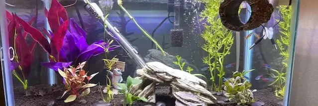 betta tank with clean tap water