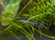 Otocinclus Catfish, an algae eater in betta tank