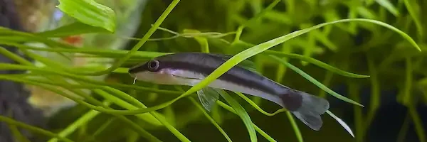 Otocinclus Catfish algea eater Otocinclus Catfish, an algae eater in betta tank