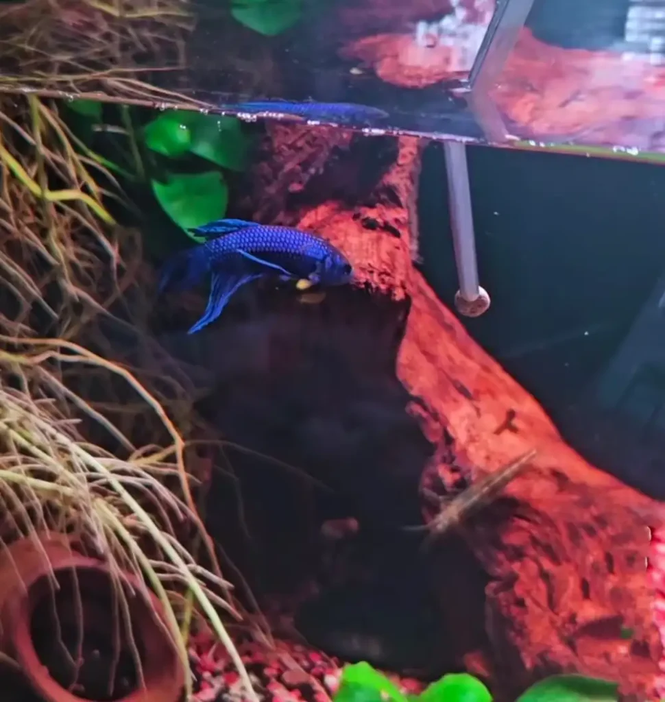 Best Algae Eaters for Betta Fish Tanks: My Top 5 Picks 9 Amano shrimp in a planted aquarium with a betta fish