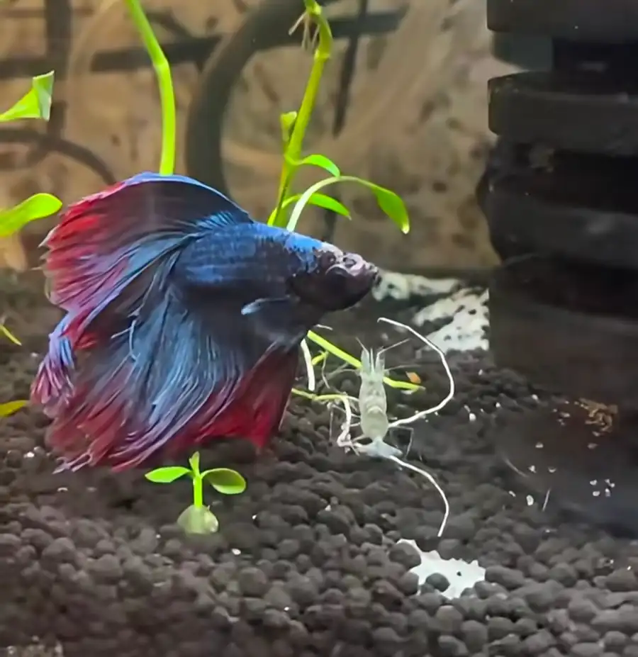 Best Algae Eaters for Betta Fish Tanks: My Top 5 Picks 11 Ghost shrimp sharing a planted aquarium with a betta fish