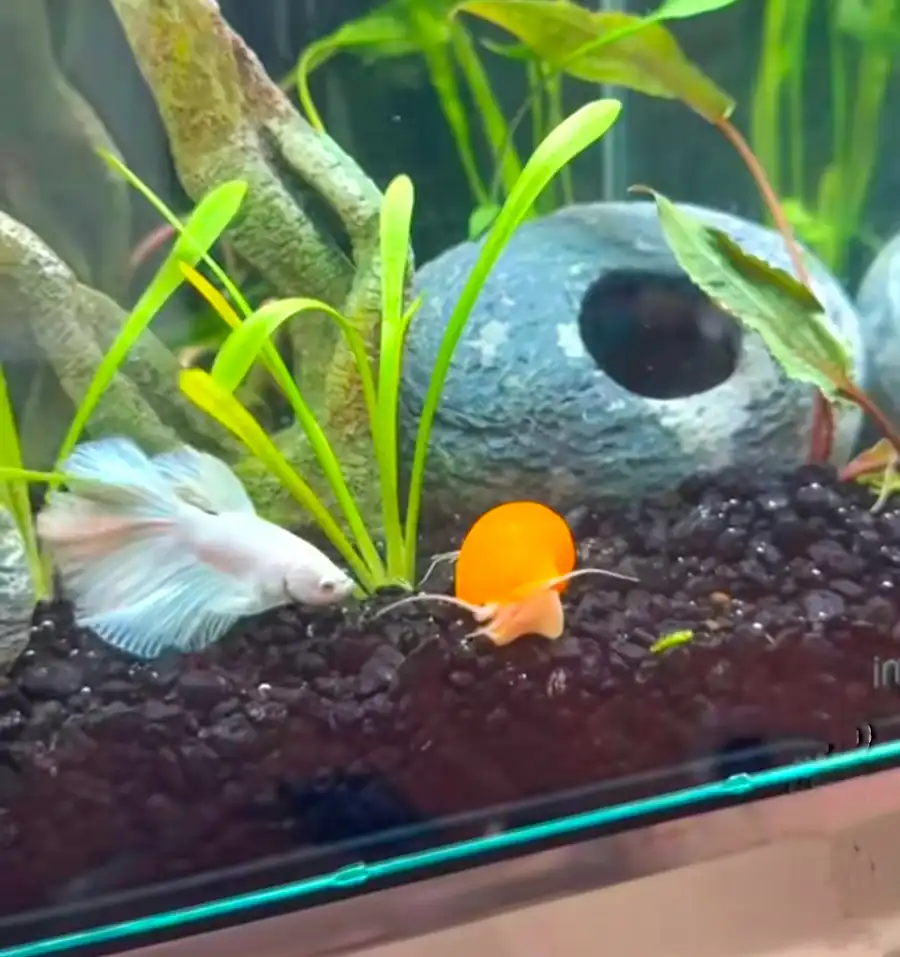 Best Algae Eaters for Betta Fish Tanks: My Top 5 Picks 10 Mystery snail in a planted aquarium with a betta fish
