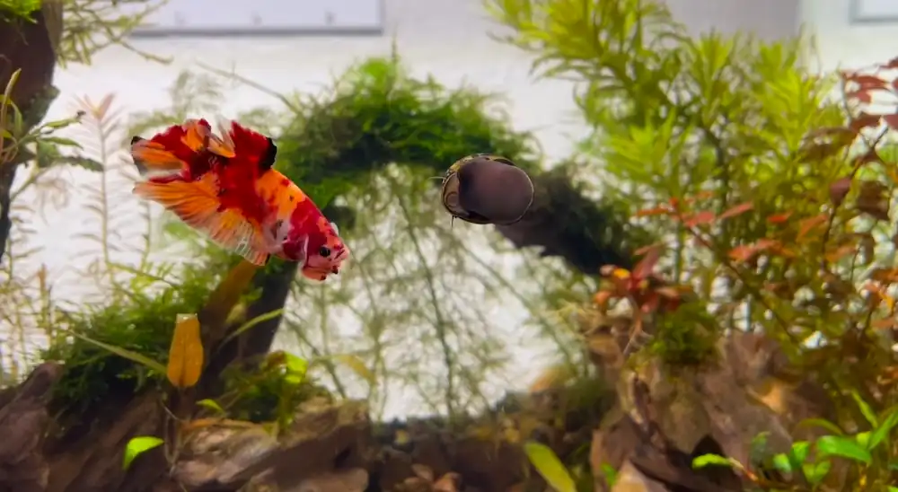 Best Algae Eaters for Betta Fish Tanks: My Top 5 Picks 7 Nerite snail in a planted betta fish aquarium eating algae
