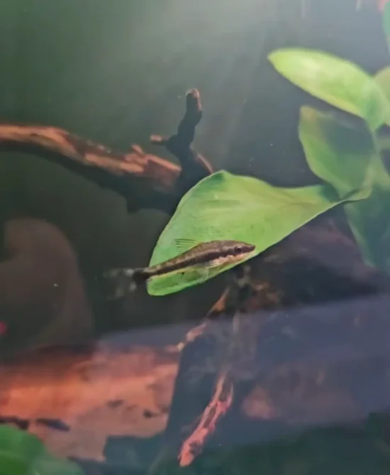 Otocinclus catfish resting on an aquarium plant