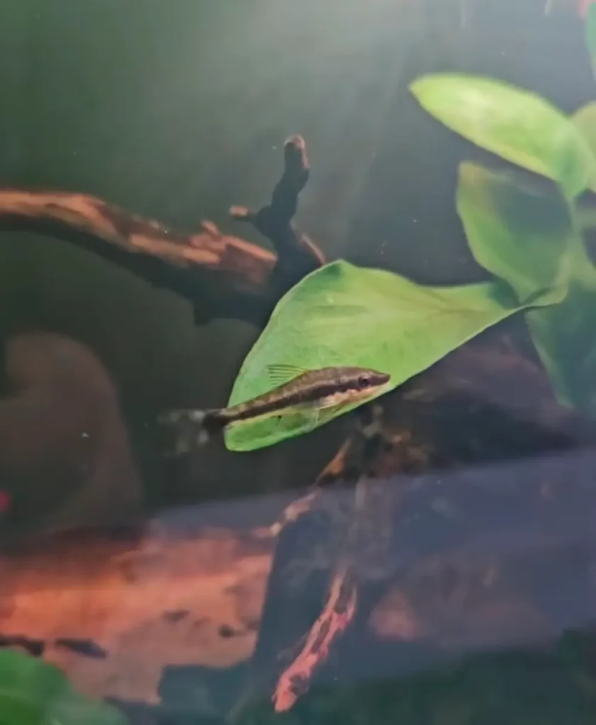 Otocinclus catfish resting on an aquarium plant