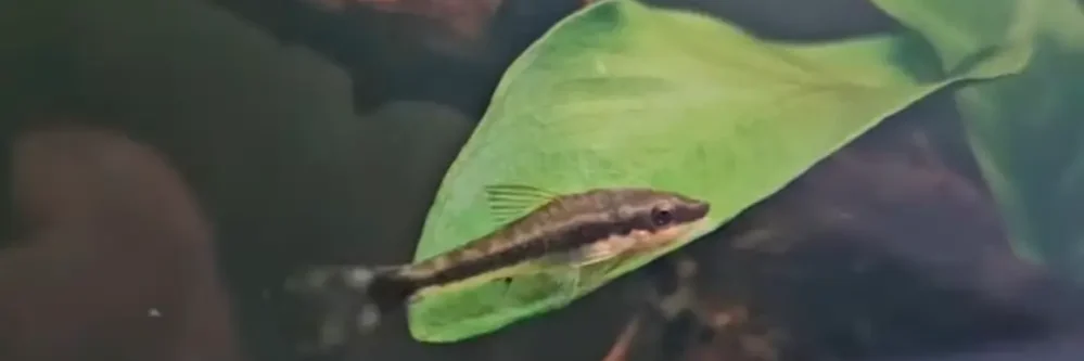 otocinclus-algae-eater-betta-aquarium Otocinclus catfish resting on an aquarium plant