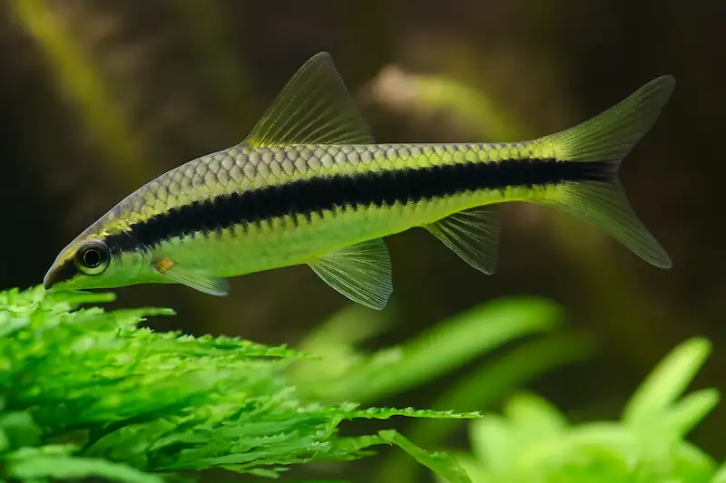 a long sized siamese algae eater