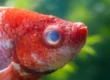 a red colored betta suffering having cloudy eye