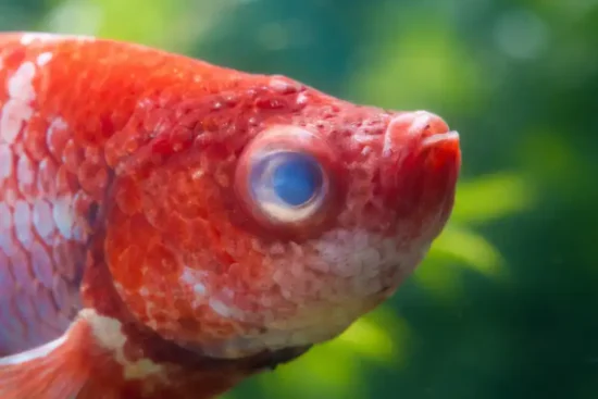 a red colored betta suffering having cloudy eye