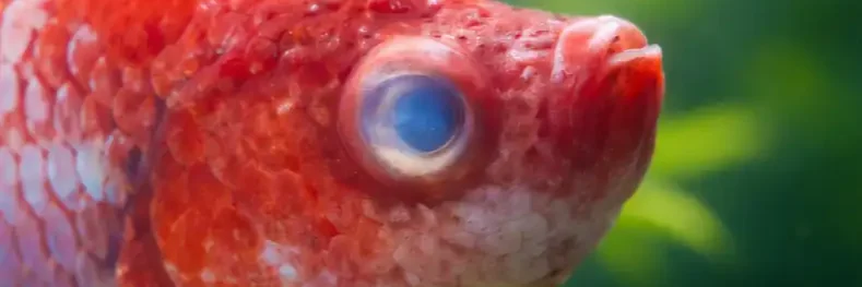 betta cloudy eyes a red colored betta suffering having cloudy eye