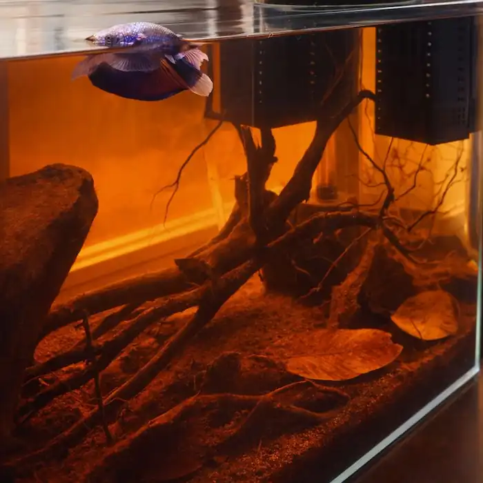 black tea effect in my betta tank after adding Indian almond leaves