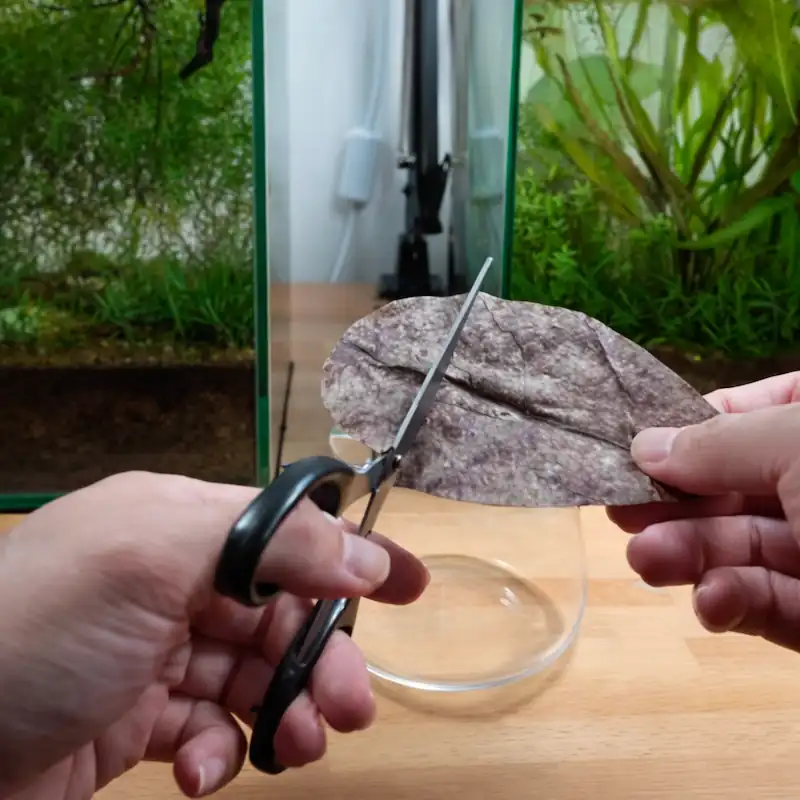 cutting Catappa leaves before adding to my betta tank