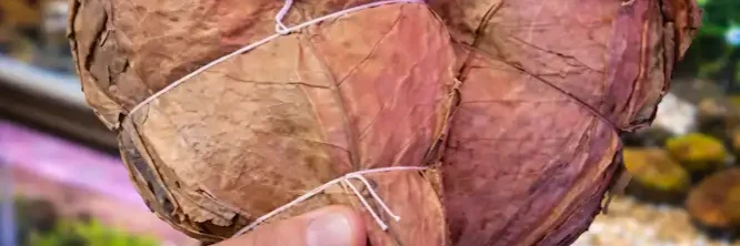 Indian almond leaves for betta fish