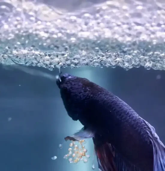 betta fish eggs in bubble nest