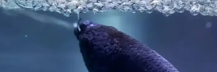 betta eggs in bubble nest betta fish eggs in bubble nest