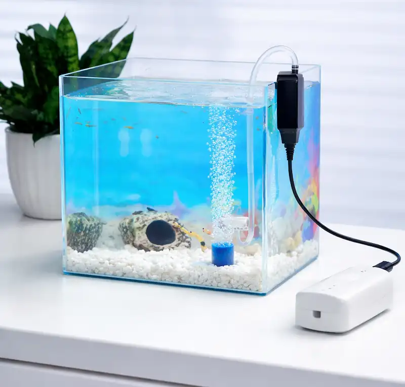 Siamese Fighting Fish - Betta Care With Flair 12 betta fish air pump with diffuser