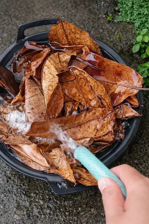 washing Indian Almond Leaves before adding to my betta tank