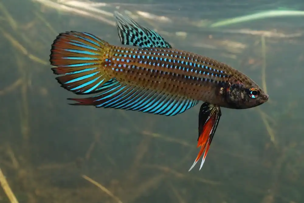female badis fish swimming in clear natural water showing its colorful blue, brown, and red fins.