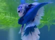 male and female betta fish mating