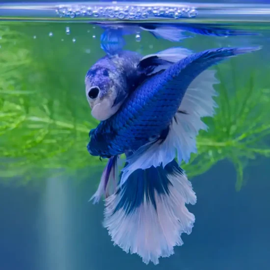male and female betta fish mating
