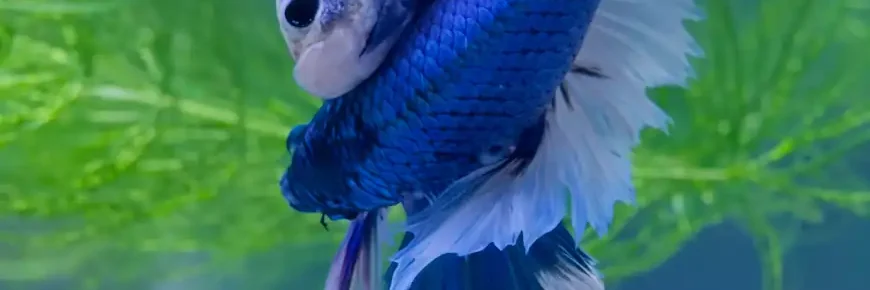 male and female betta fish mating