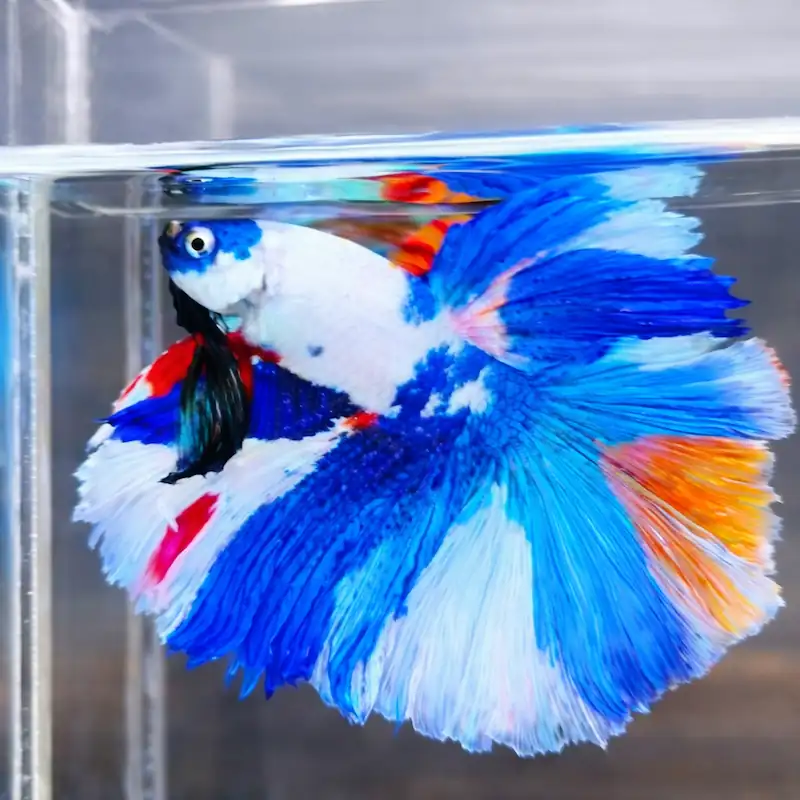 Male halfmoon betta fish with blue white and red fins swimming in a clear aquarium