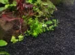 Close-up of black betta aquarium gravel with green and red aquatic plants, rocks, and driftwood in a natural planted tank setting