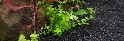 Close-up of black betta aquarium gravel with green and red aquatic plants, rocks, and driftwood in a natural planted tank setting