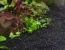 Close-up of black betta aquarium gravel with green and red aquatic plants, rocks, and driftwood in a natural planted tank setting