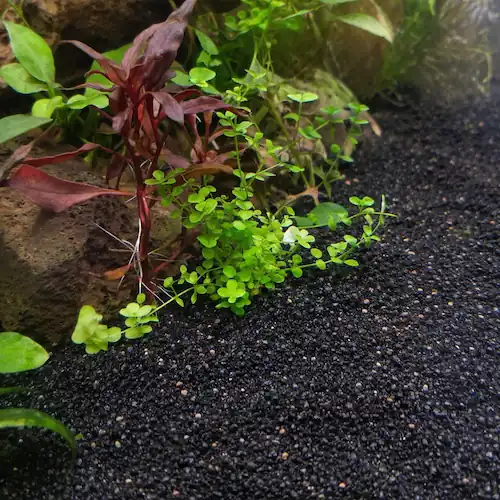 Close-up of black betta aquarium gravel with green and red aquatic plants, rocks, and driftwood in a natural planted tank setting