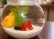 red betta fish in glass bowl with plant and white gravel on table