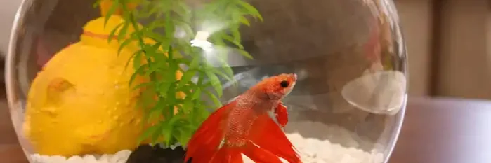 red betta fish in glass bowl with plant and white gravel on table