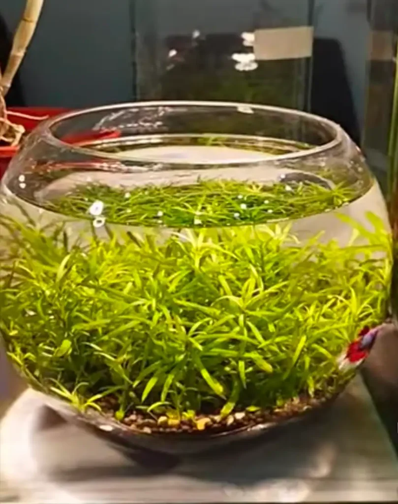 Betta fish swimming in a round glass bowl filled with green aquatic plants and a gravel substrate.