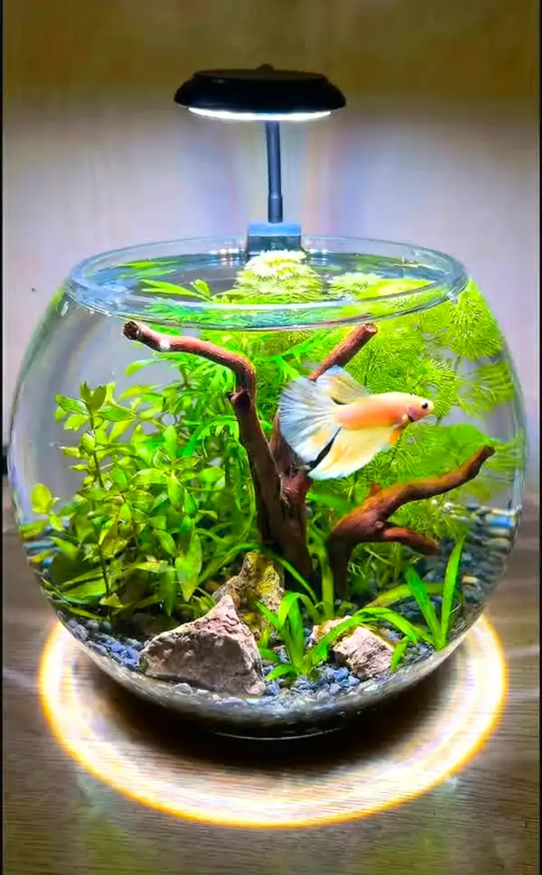 Cream-coloured betta fish swimming in a round glass bowl with green aquatic plants, natural driftwood, decorative rocks, gravel and overhead LED lighting.