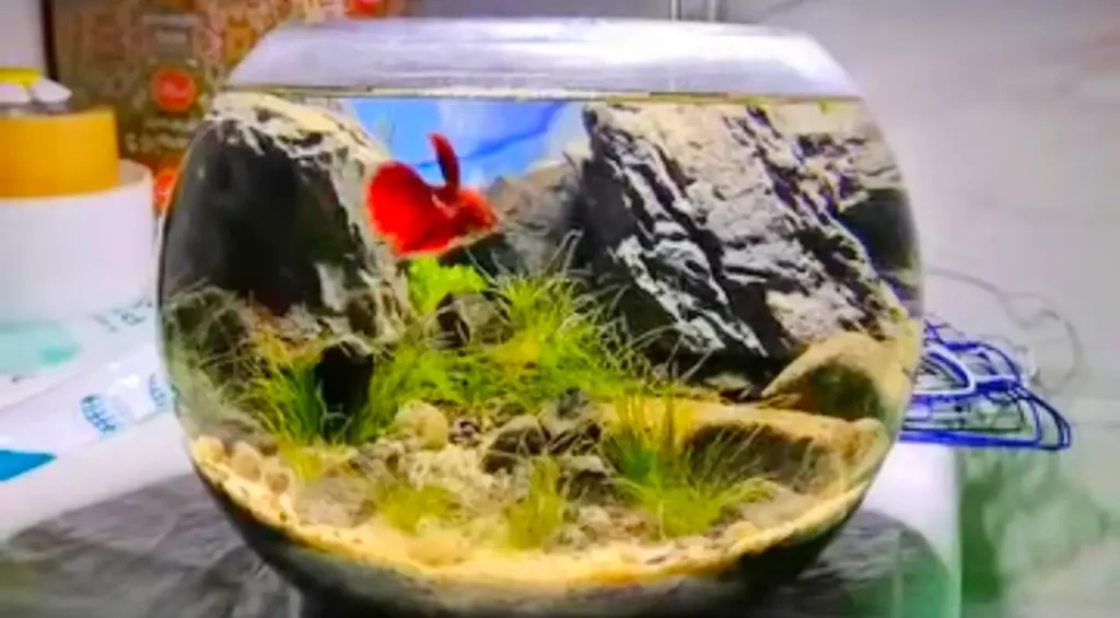 Red betta fish swimming in a round glass bowl decorated with rocky mountain-style scenery, pale gravel and green aquatic plants.