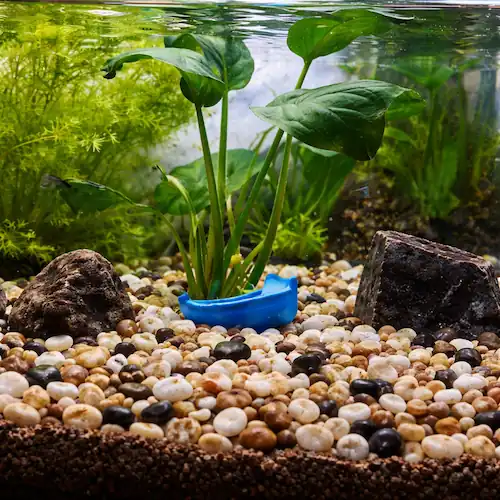 Aquarium with smooth stones and pebbles substrate for betta fish, featuring live plants and small fish in a natural tank setup