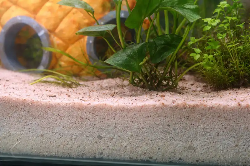 Close-up of fine sand substrate for betta fish with live green plants and aquarium decor in a natural tank setup