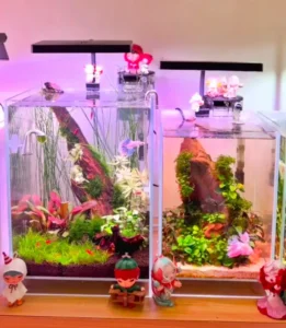 Betta Fish Tank 3 6 gallon vs 3 gallon betta tank comparison