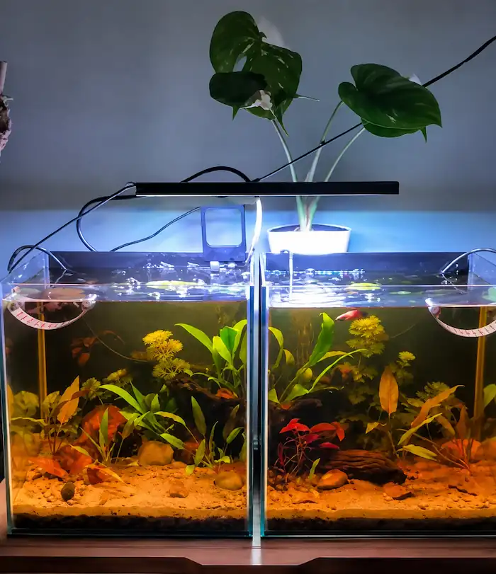 Betta fish aquarium light illuminating two planted betta tanks