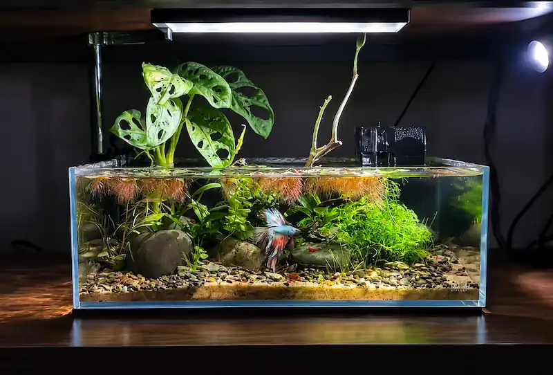 Betta fish swimming in a planted aquarium illuminated by a bright LED aquarium light