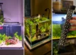Three betta aquariums illuminated by LED lights, including planted tanks and a clip-on aquarium light